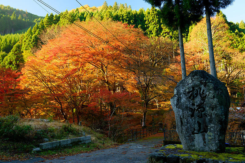 2024年京都の紅葉＠杉坂　地蔵院_f0032011_18561700.jpg