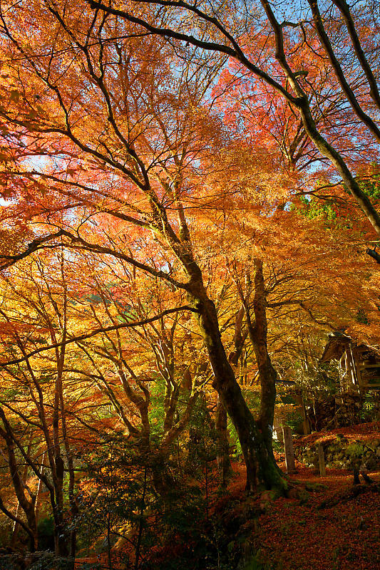 2024年京都の紅葉＠杉坂　地蔵院_f0032011_18561719.jpg