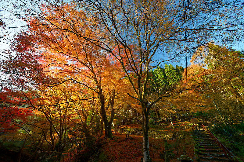 2024年京都の紅葉＠杉坂　地蔵院_f0032011_18561764.jpg