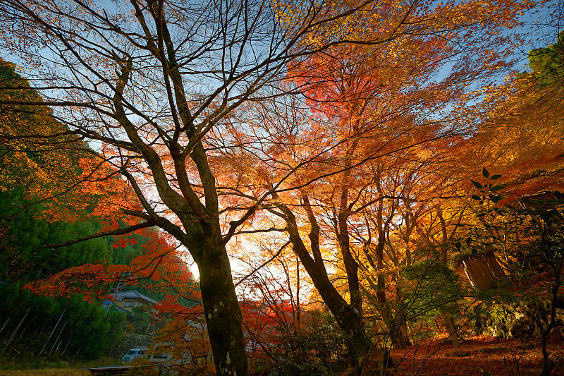 2024年京都の紅葉＠杉坂　地蔵院_f0032011_18561775.jpg