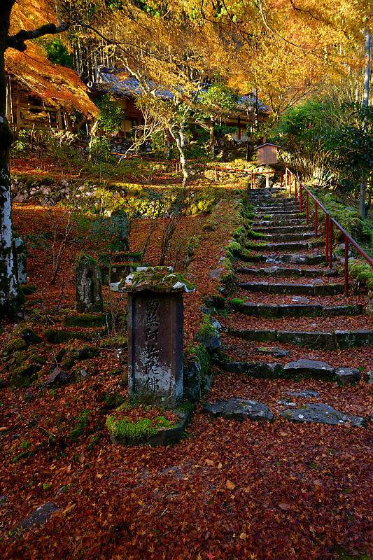 2024年京都の紅葉＠杉坂　地蔵院_f0032011_18561799.jpg