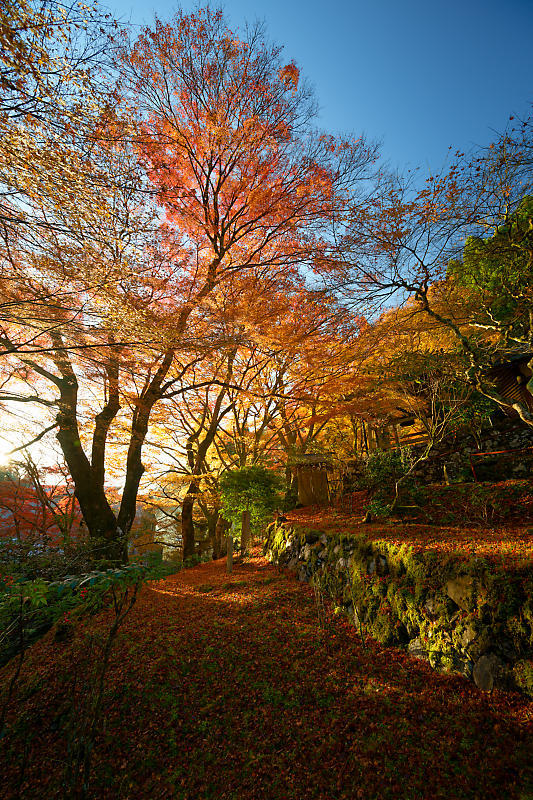 2024年京都の紅葉＠杉坂　地蔵院_f0032011_18561857.jpg