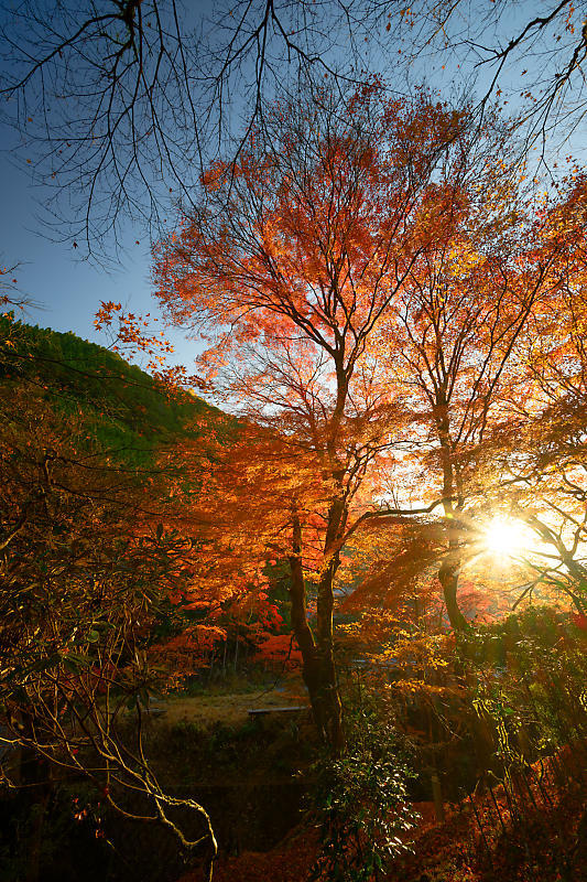 2024年京都の紅葉＠杉坂　地蔵院_f0032011_18570240.jpg