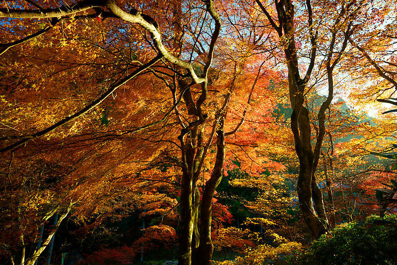 2024年京都の紅葉＠杉坂　地蔵院_f0032011_18570266.jpg