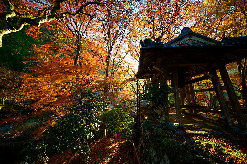 2024年京都の紅葉＠杉坂　地蔵院_f0032011_18570315.jpg