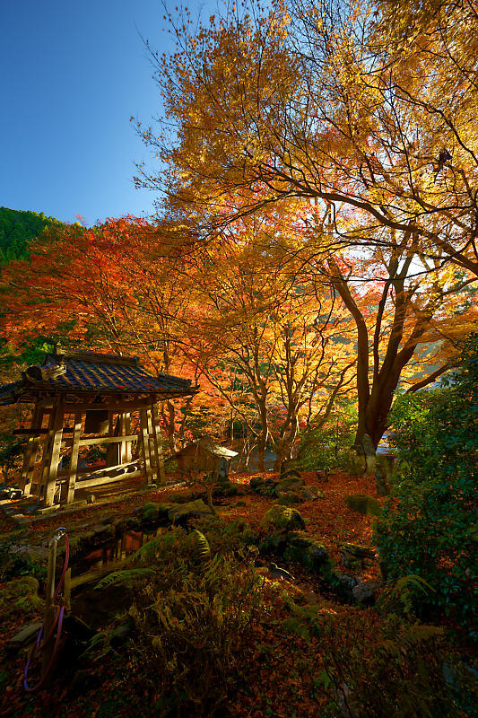 2024年京都の紅葉＠杉坂　地蔵院_f0032011_18570366.jpg