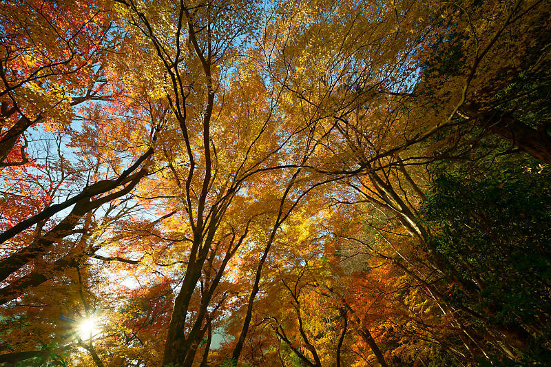 2024年京都の紅葉＠杉坂　地蔵院_f0032011_18570419.jpg