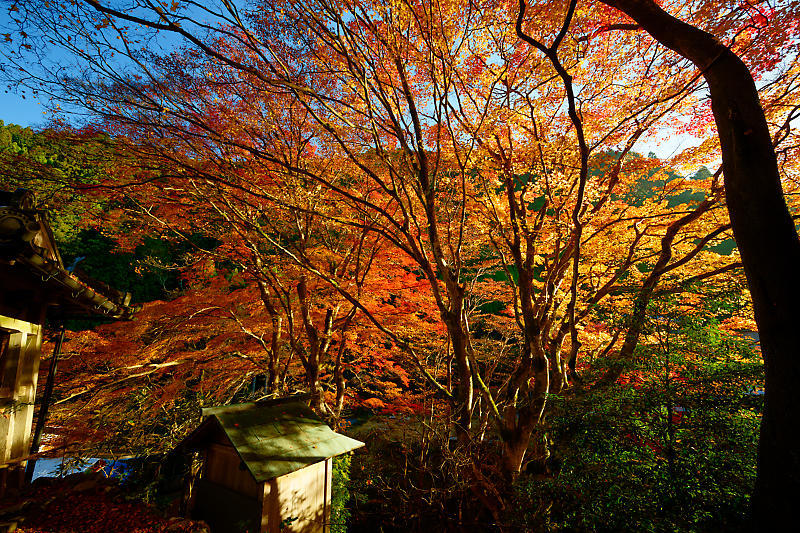 2024年京都の紅葉＠杉坂　地蔵院_f0032011_18570475.jpg