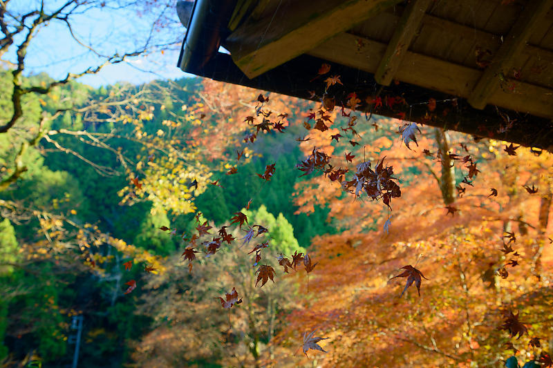 2024年京都の紅葉＠杉坂　地蔵院_f0032011_18574423.jpg