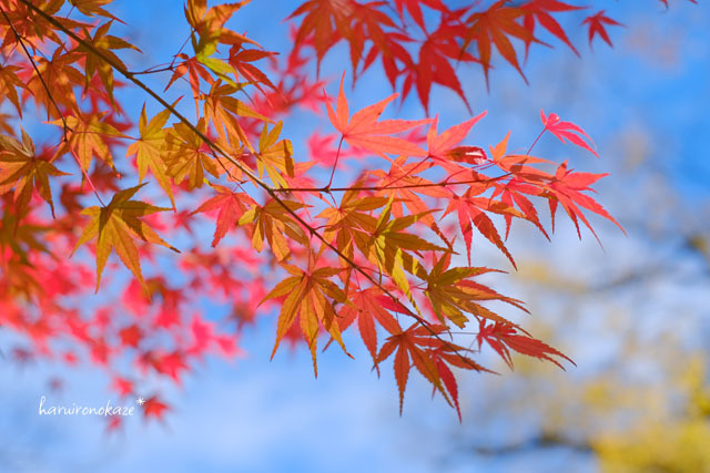 昨年の京都＊賀茂御祖神社（下鴨神社）の紅葉_b0402360_11031147.jpg