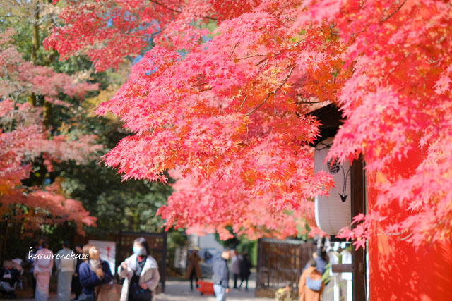 昨年の京都＊賀茂御祖神社（下鴨神社）の紅葉_b0402360_11031891.jpg