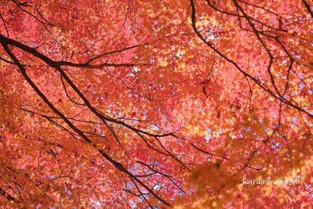 昨年の京都＊賀茂御祖神社（下鴨神社）の紅葉_b0402360_11032040.jpg