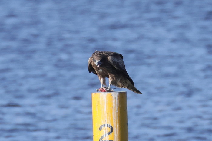 鳶（トビ）の食事_f0185958_08061649.jpg