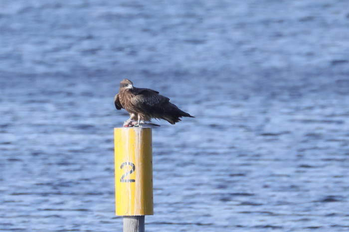 鳶（トビ）の食事_f0185958_08062430.jpg