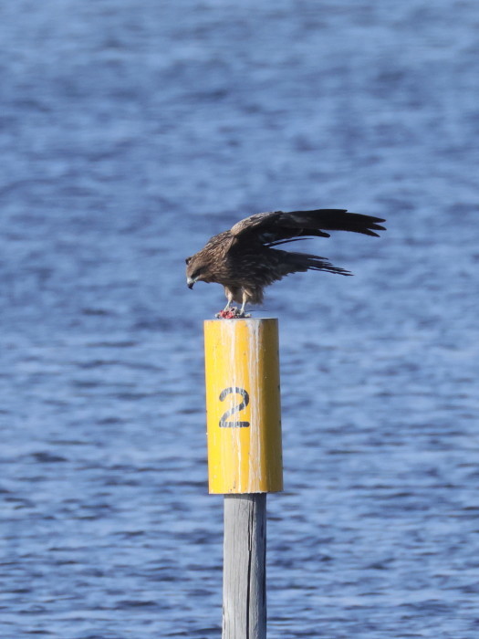 鳶（トビ）の食事_f0185958_08063171.jpg