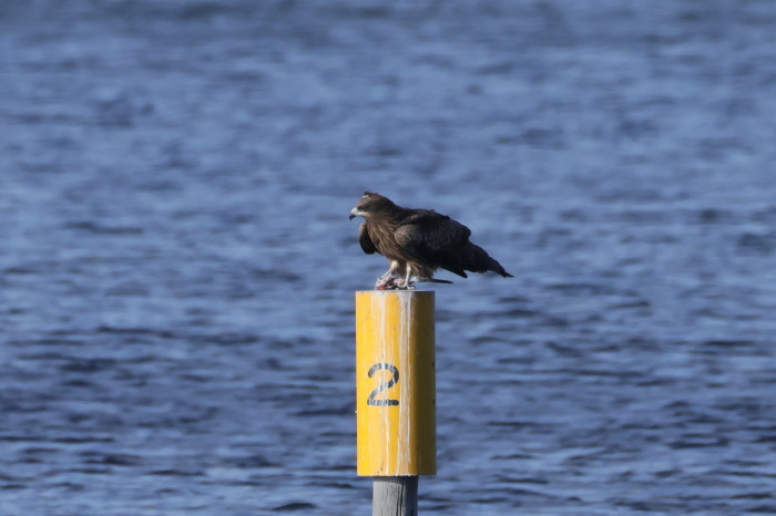 鳶（トビ）の食事_f0185958_08070484.jpg