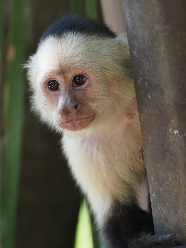 A capuchin monkey with a light face and dark fur peers around a tree trunk, looking curious. The background is blurred with green foliage.