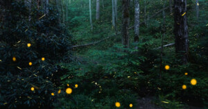 A forest scene at dusk with numerous fireflies glowing among lush green foliage and tall trees, creating a magical atmosphere.