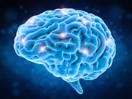 brain-web-511446631-Shutterstock_Phonlamai-Photo