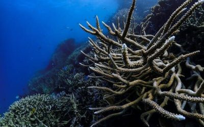 close-up-coral-reef-mortality