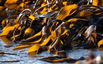 kelp-fronds-exposed-low-tide