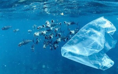 Striped mackerel feeding amongst plastic pollution and waste