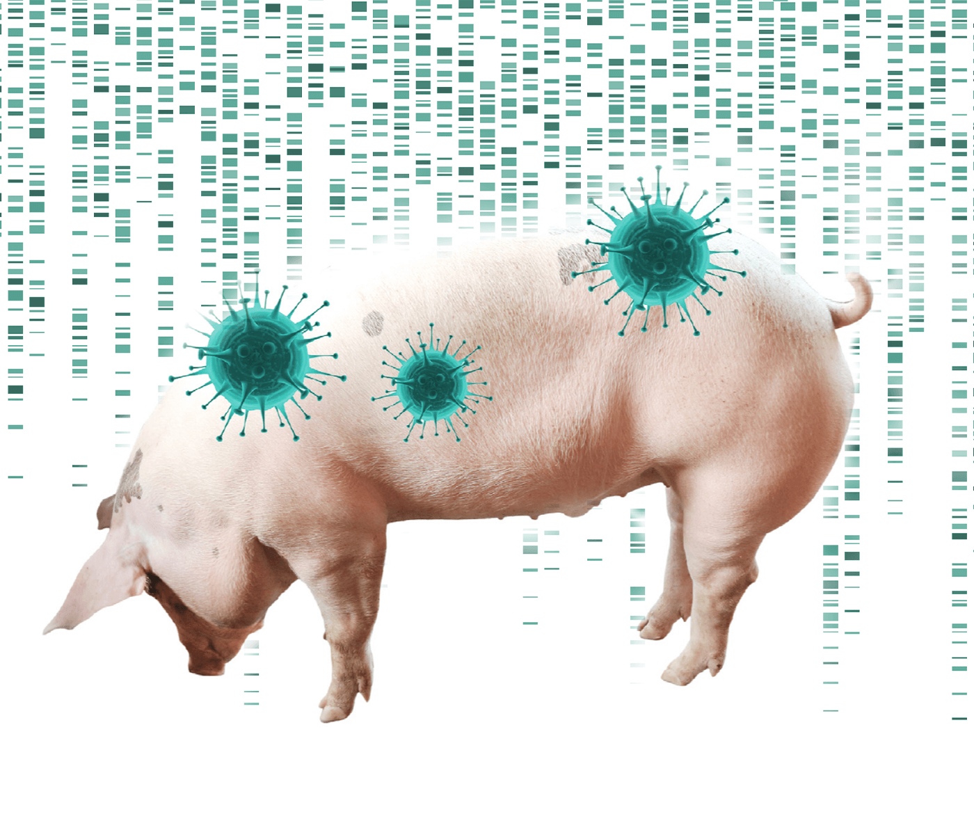 Diagnóstico molecular del PRRS: de la PCR a tiempo real a la secuenciación masiva