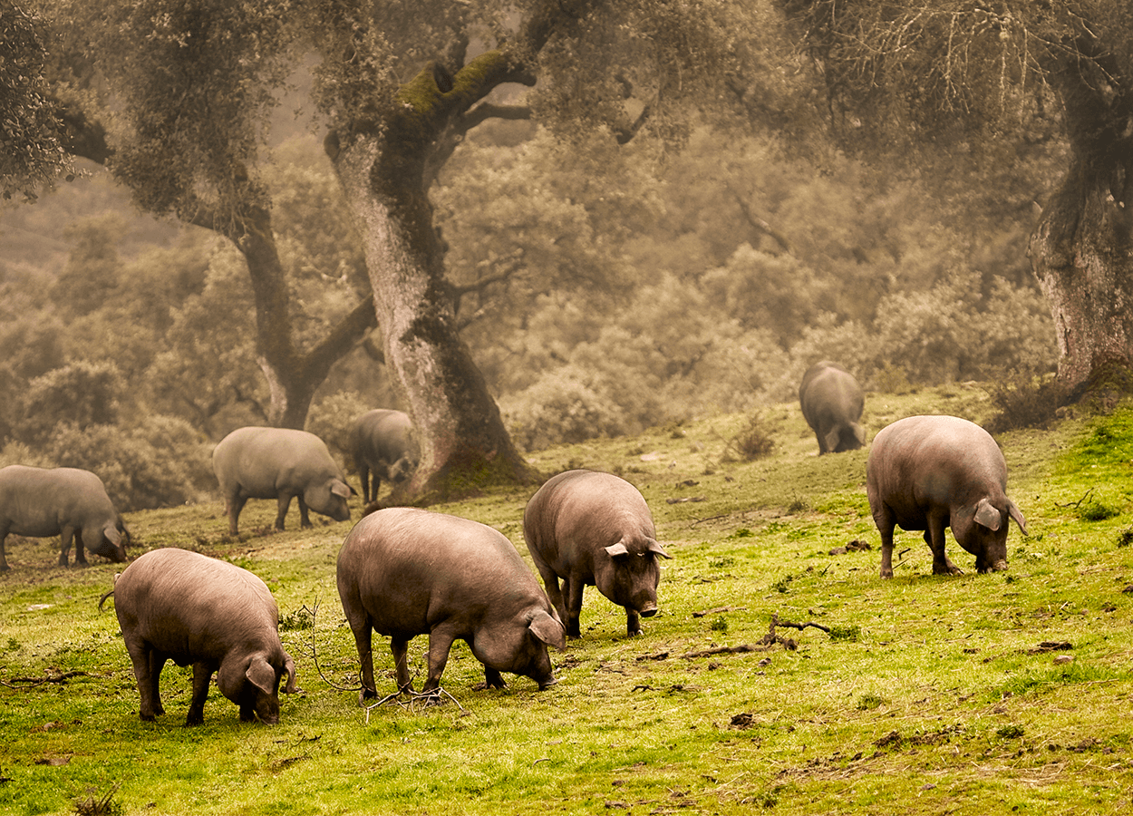 Especial Cerdo Ibérico