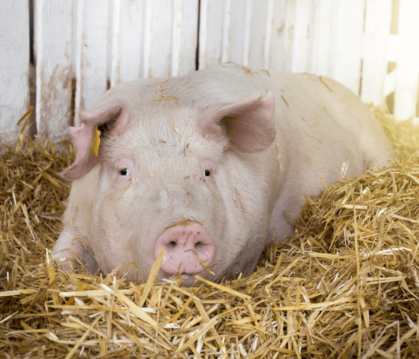 Fornecedores de carne suína avançam no compromisso de abolir gaiolas de gestação