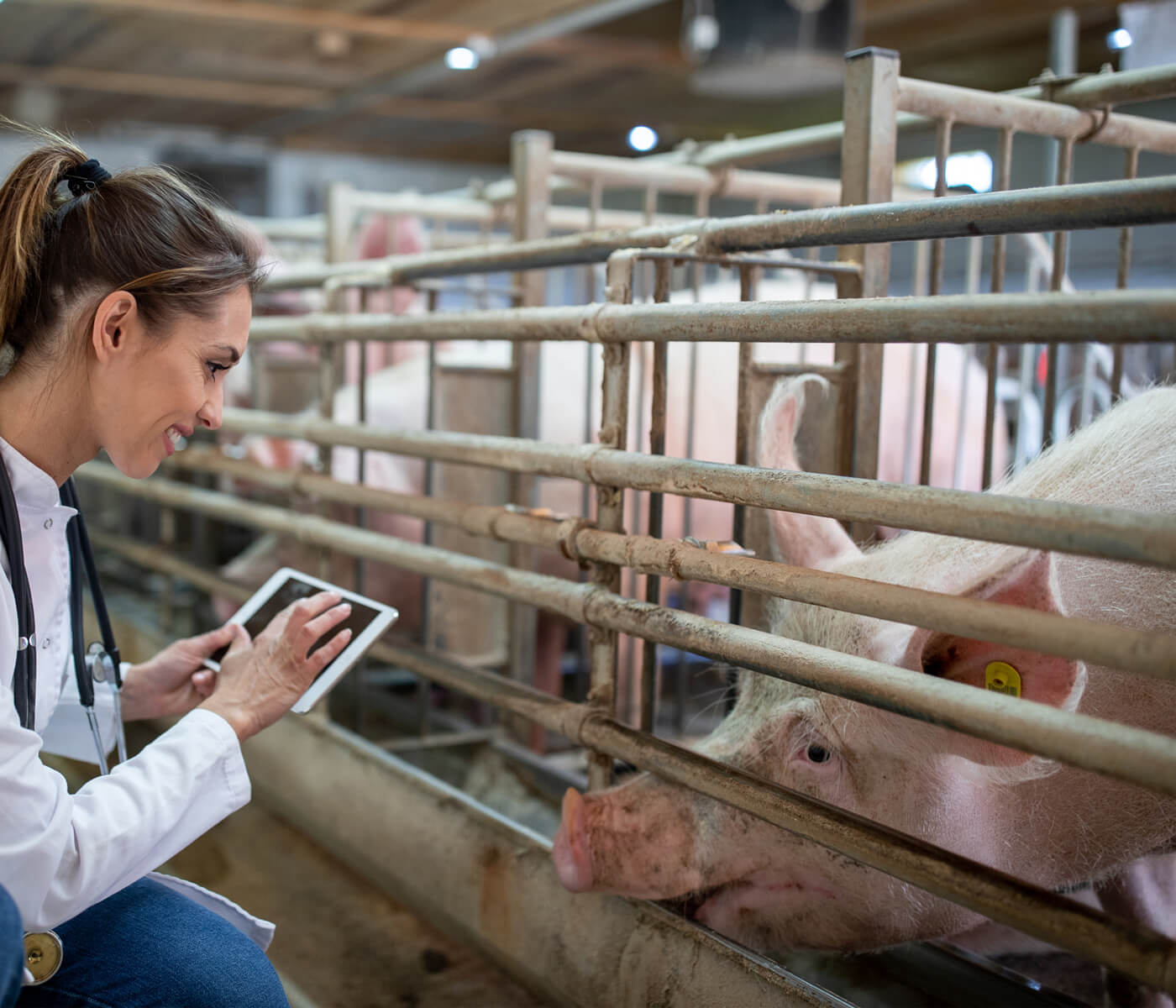 Biosecurity Track – Solución integral para la gestión de la bioseguridad en granjas porcinas