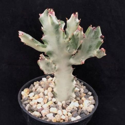 Euphorbia Lactea Variegata ‘White Ghost’