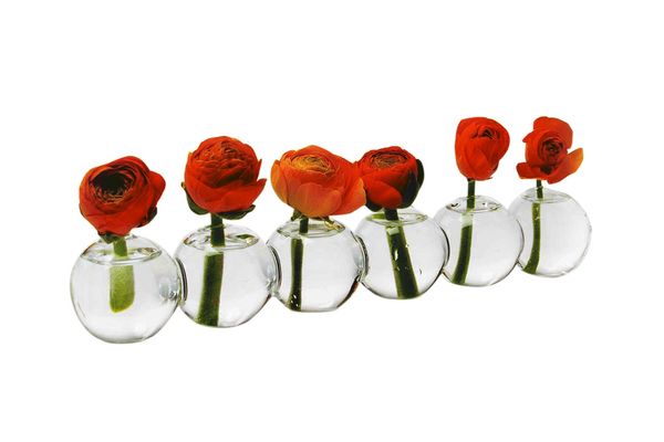 Chive Caterpillar Glass Bud Vases