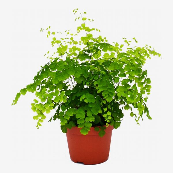 Maidenhair Fern