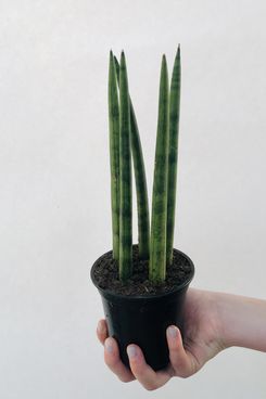 Sansevieria Cylindrica (African Spear Plant)