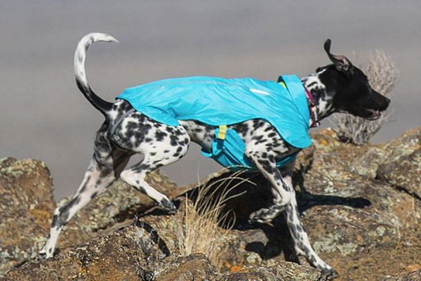 Ruffwear Wind Sprinter