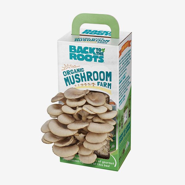 Back to the Roots Organic Mushroom Growing Kit