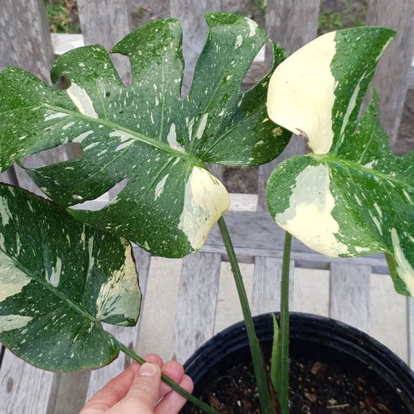 Thai Constellation Variegated Monstera