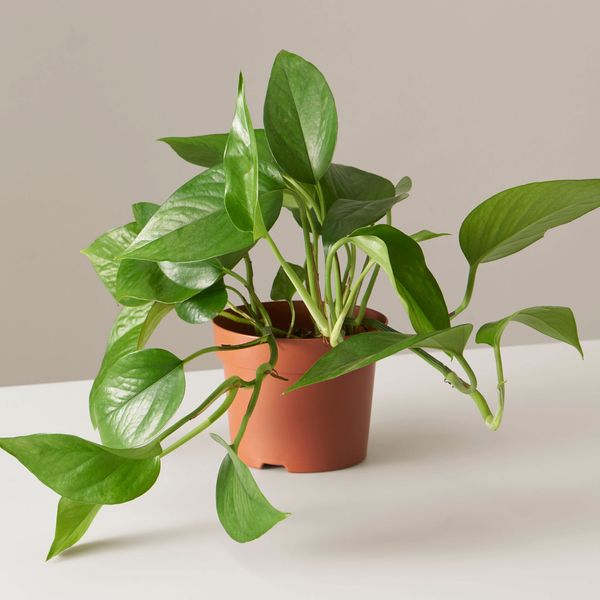 Pothos ‘Jade’