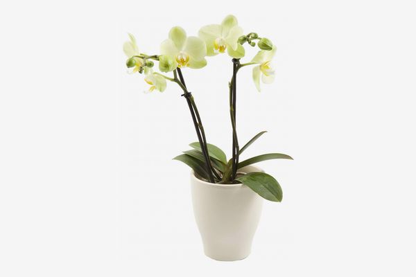 Color Orchids Live Blooming Double Stem Phalaenopsis Orchid Plant in Ceramic Pot, 15”-20” Tall, Yellow Blooms