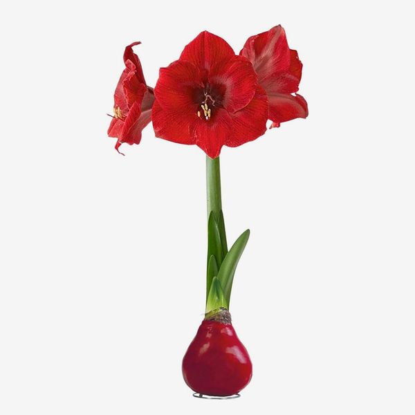 The Three Company Store Waxed Amaryllis Bulb