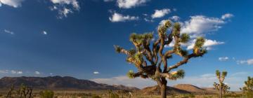 Aktiviti di Joshua Tree