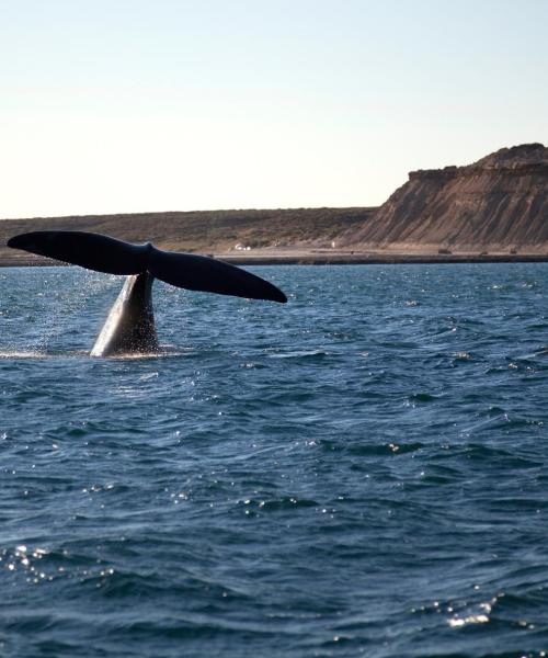 Pemandangan indah Puerto Madryn