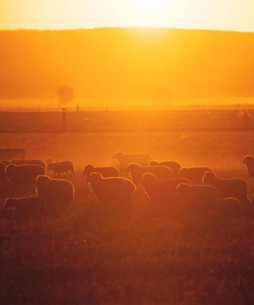 Una bonita panorámica de Wagga Wagga