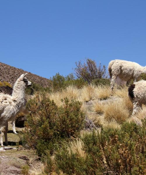 Una hermosa vista de Cochabamba