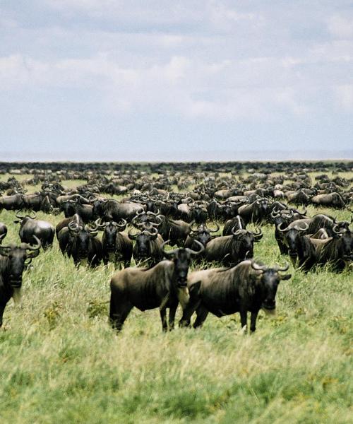 Serengeti nacionālais parks: skaista ainava