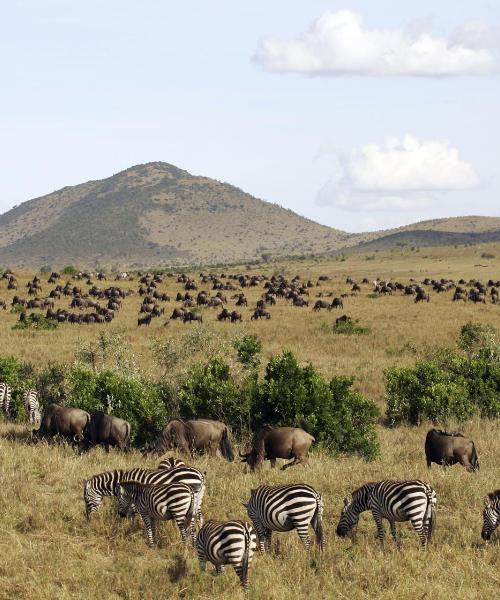 Et flott bilde av Masai Mara