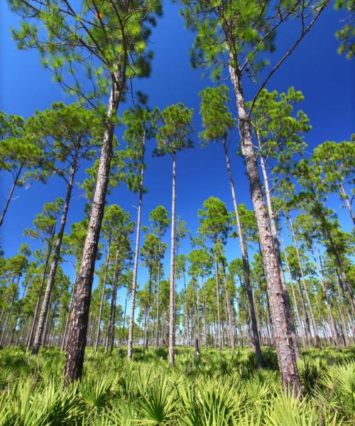 Una bellissima vista di Live Oak