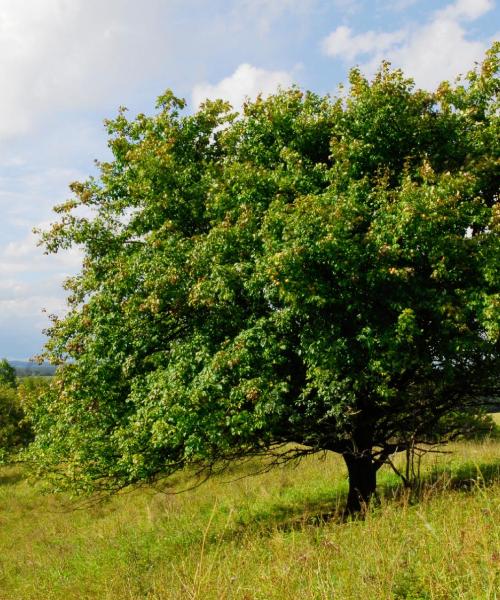 Predivan pogled na grad 'Schwedt'