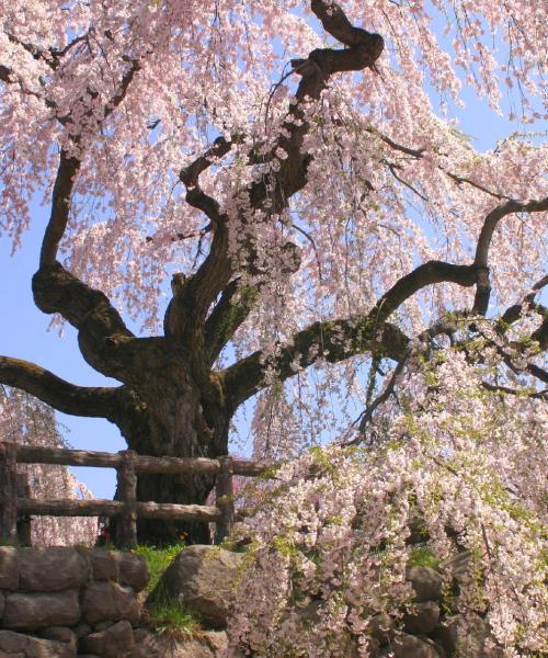 Cảnh đẹp ở Hirosaki