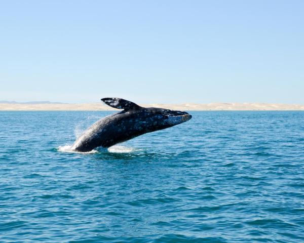 منظر جميل في Ensenada